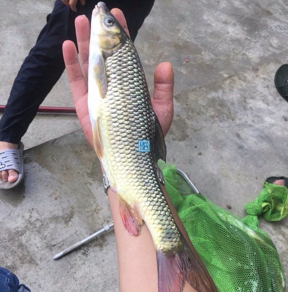 桂林泉水溪流,探钓稀有名贵赤尾鱼,还收获濒危珍贵的金线鲃