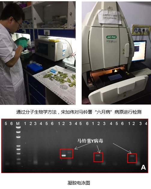 注:m:marker 5000;1:馬鈴薯x病毒;2:馬鈴薯y病毒;3:馬鈴薯y病毒;4