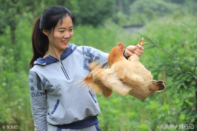 海归女孩回家当养鸡场女掌门原生态土鸡卖158元一只供不应求