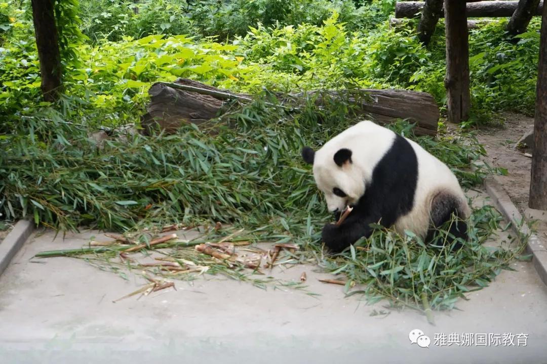 原來是一隻專心吃竹子的大熊貓