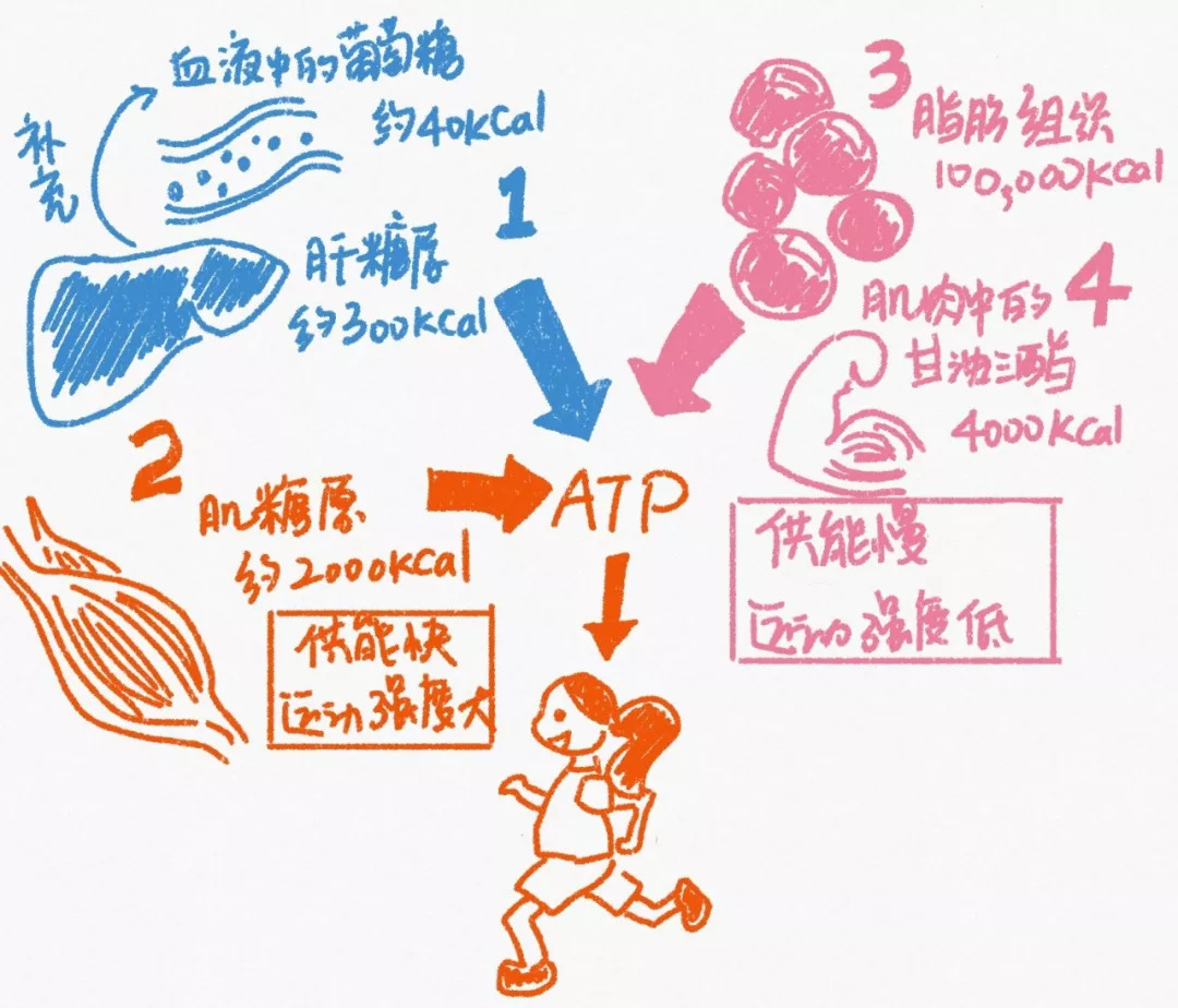 鄭西希與運動成績息息相關的糖原瞭解一下