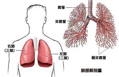 肺癌后背疼痛的位置图图片