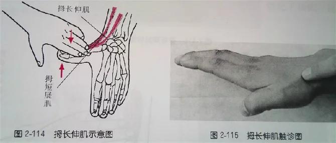 《針刀體表定位與運用解剖》—— 肘腕手部_關節