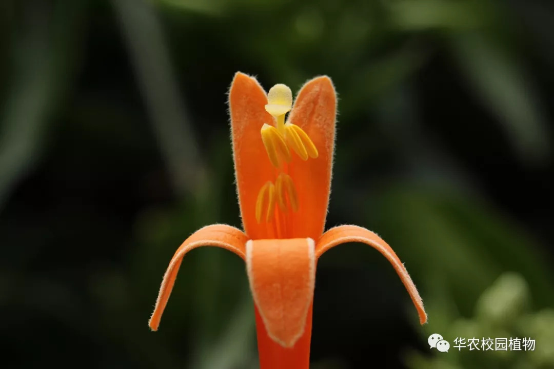 舌状花冠的植物图片