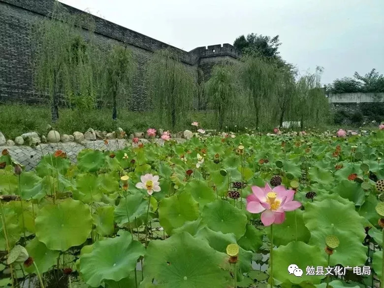 三國聖地美麗勉縣古陽平關城牆下的美景荷塘月色