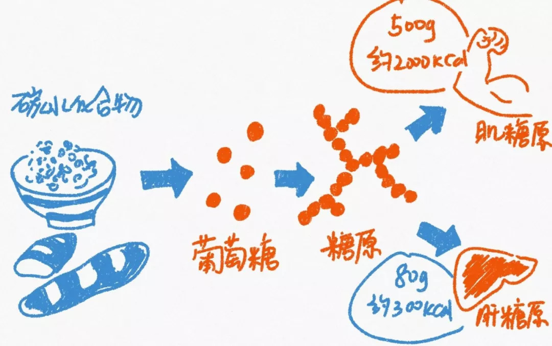 【郑西希】与运动成绩息息相关的糖原,了解一下?