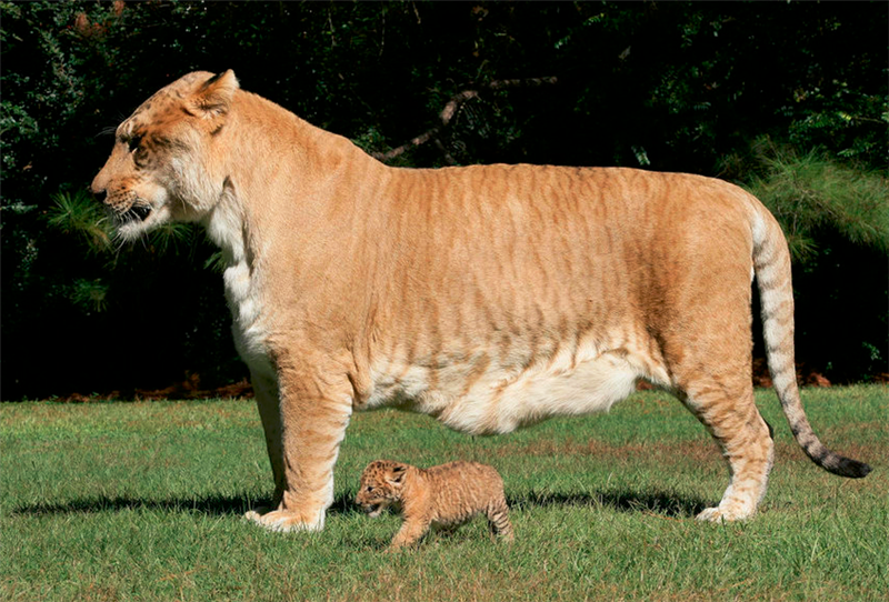 体型最大的猫科动物图片