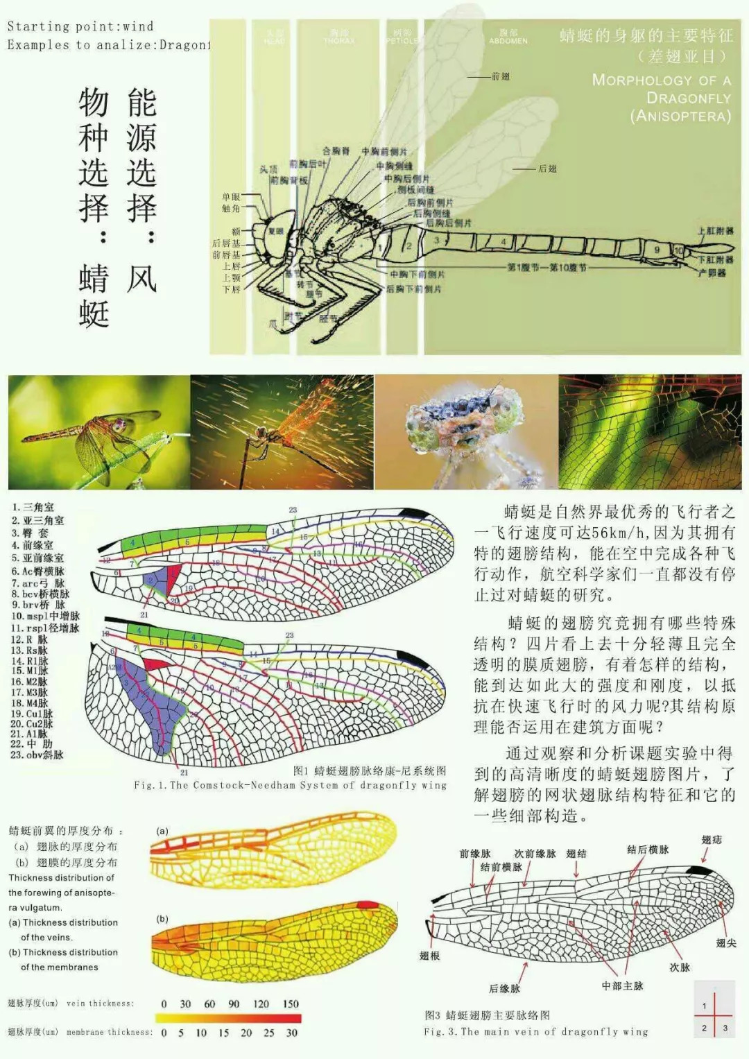 蜻蜓的身体结构图介绍图片