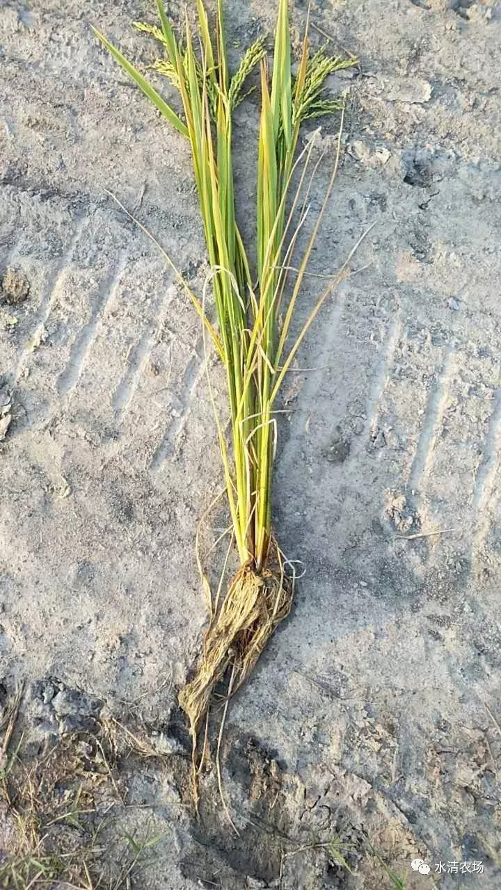 水稻秧苗根茎图片