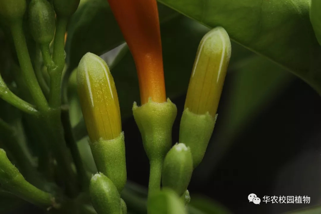 蕾时,花冠呈镊合状排列,似蓄势待发的炮弹