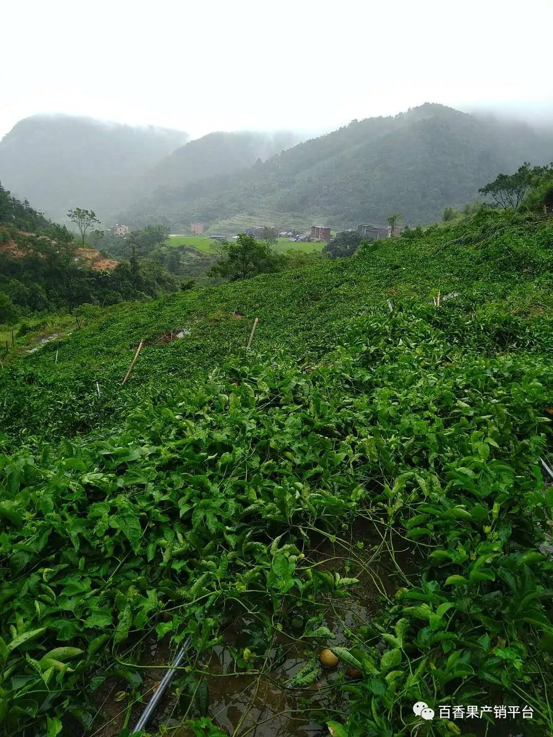 倒棚落果水淹山竹過後百香果園損失慘重