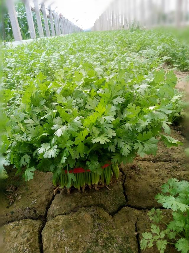 第一茬香菜,赶在中秋前上市,10块钱一斤,不用出门去卖