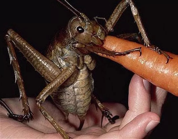 新西兰巨沙螽,自然界最大的昆虫,有的重达七八十克,是一般蝗虫的50倍