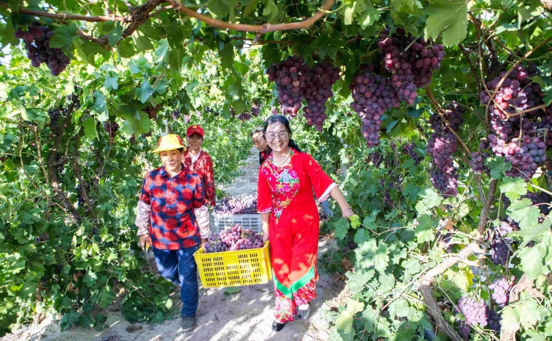 農民豐收節八家戶農場現代農業和旅遊經濟聯姻收穫豐不豐看完您來說