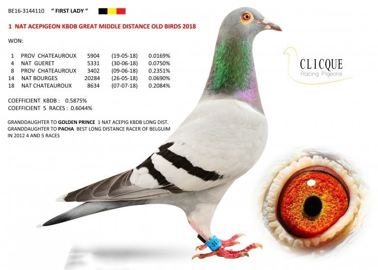 2019比利时获奖鸽图片图片
