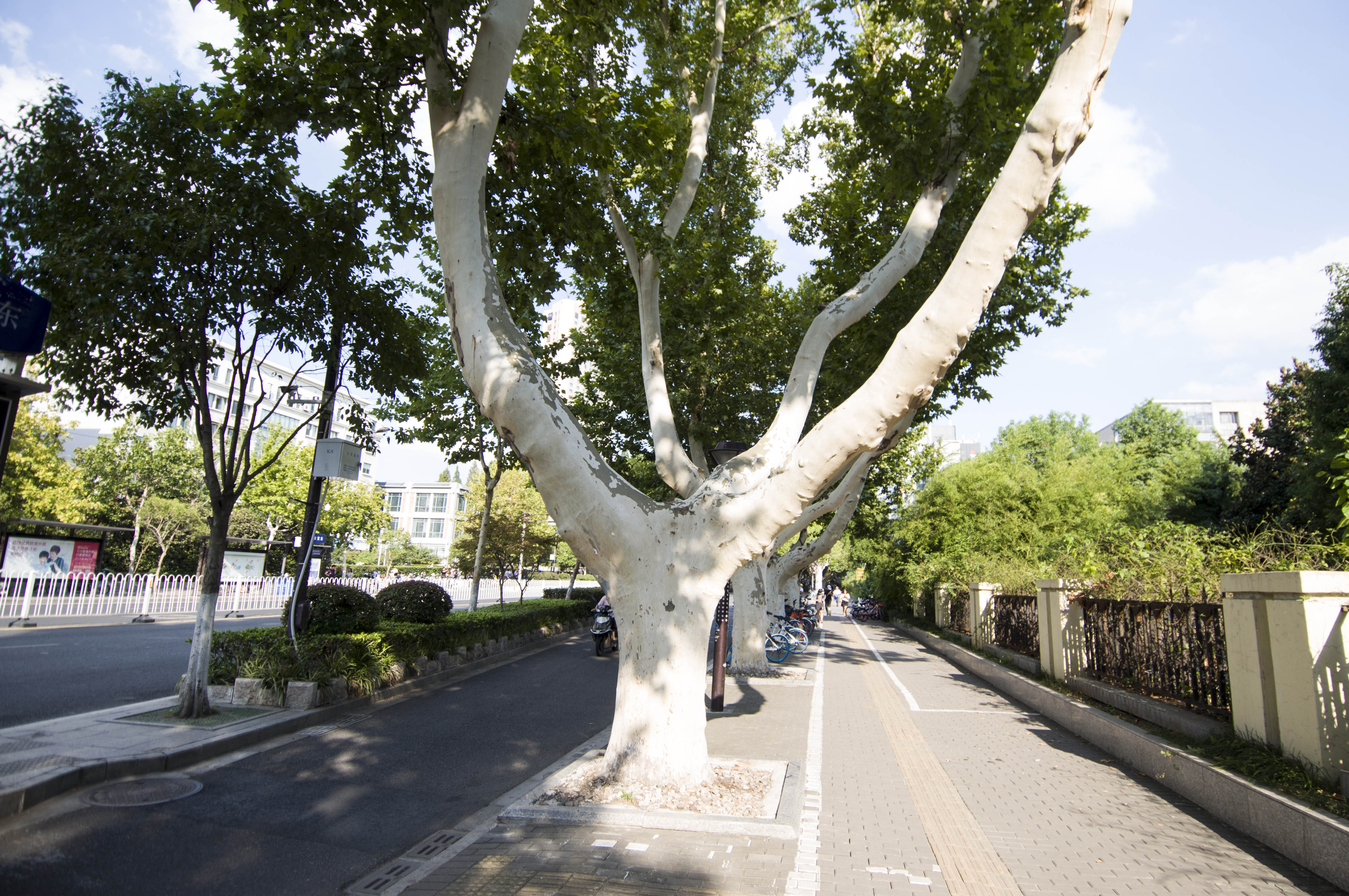 法国梧桐树南京图片