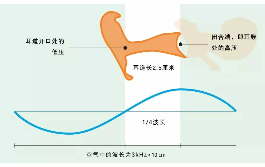 干货耳朵的结构究竟长什么样如何处理声音信号