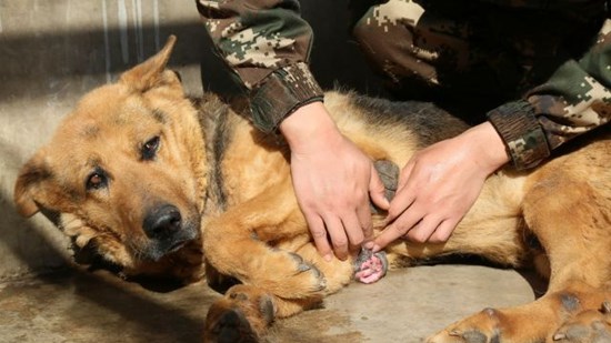 搜救犬银虎图片