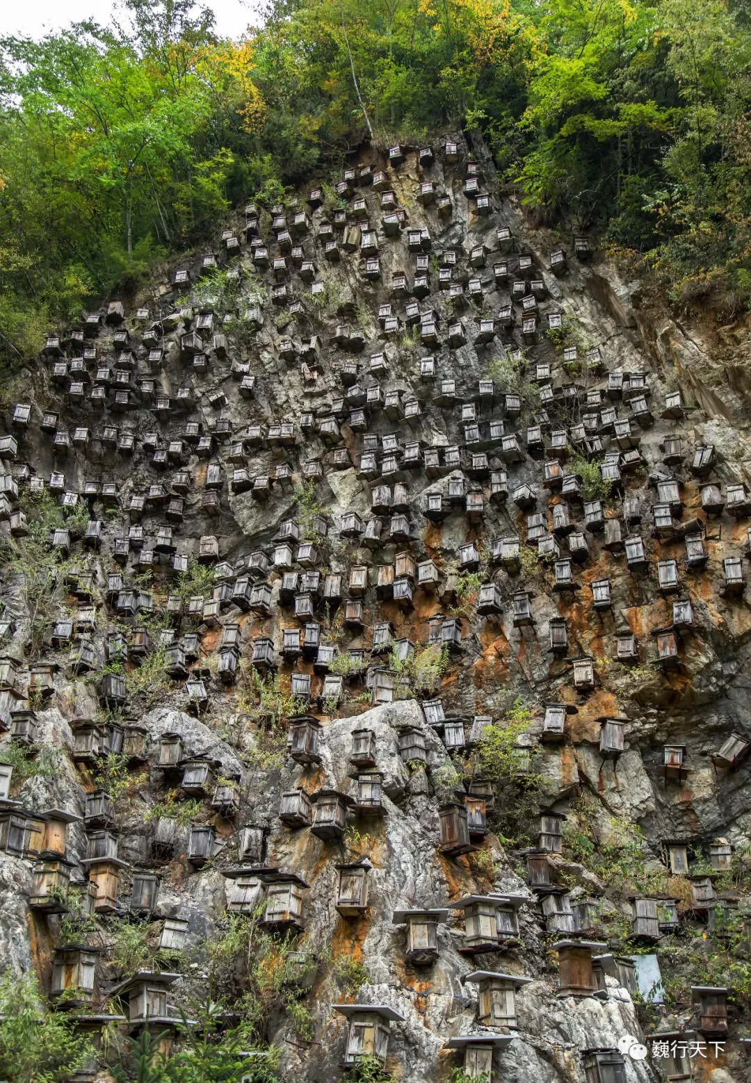 暗河,暗洞,野獸,野人.這裡號稱神農架縮影