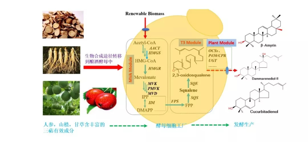 閱讀】創建釀酒酵母細胞工廠高效生產人參皂苷前體達瑪烯二醇ii_合成