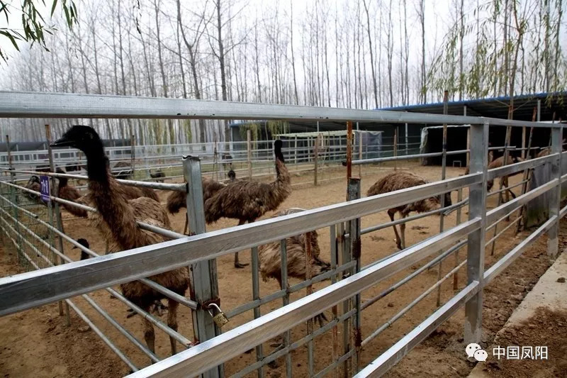 广东最大鸵鸟养殖基地图片