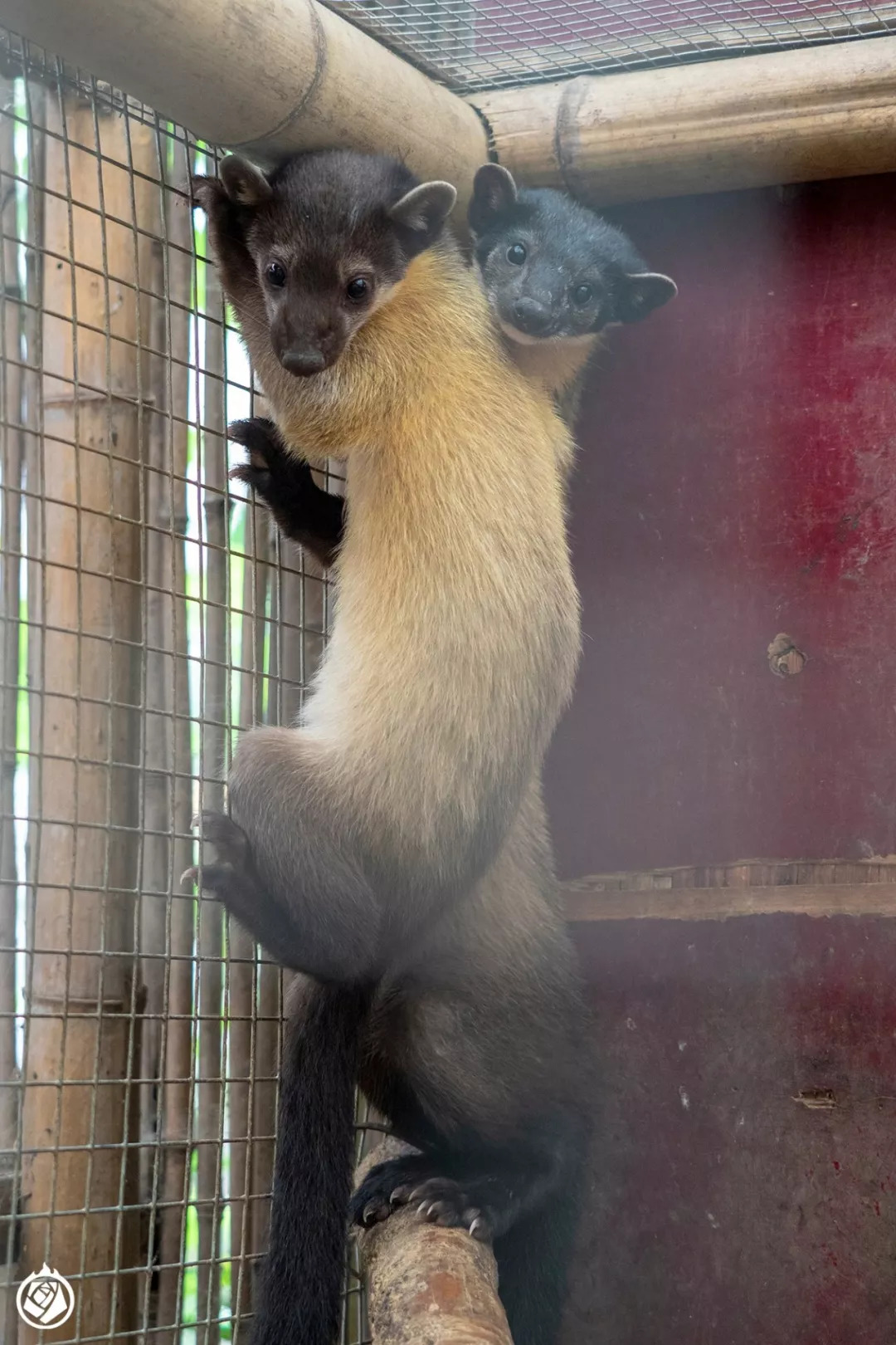 長見識了中國居然有這樣的動物園