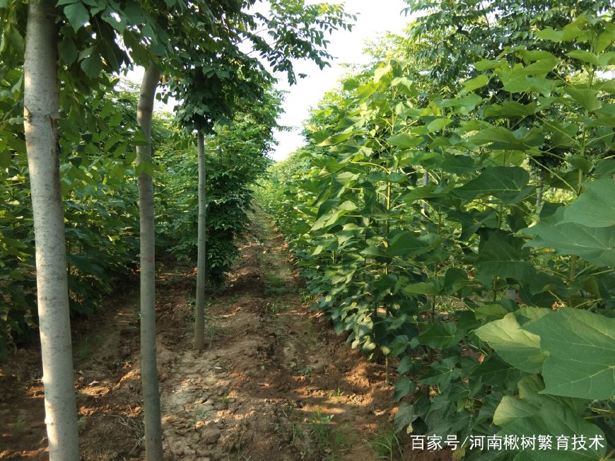 楸樹苗價格楸樹種植每畝賺錢2萬元!梓樹小苗成活率高