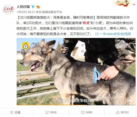 银虎搜救犬图片