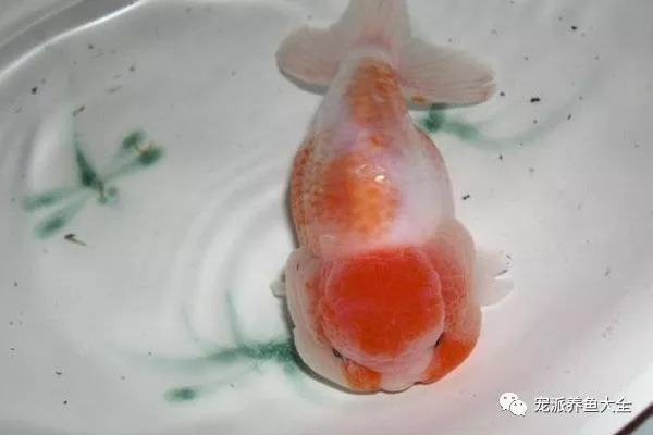 【每日一鱼】樱花兰寿,看上去像极了樱花的颜色!