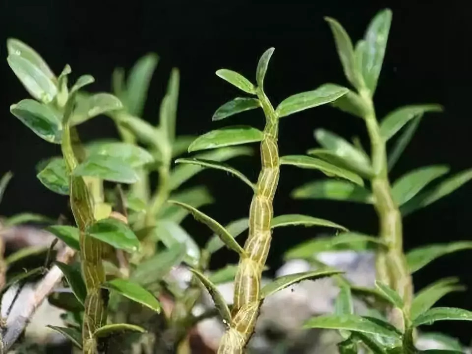 鐵皮石斛盆栽種植方法養護好了真好看