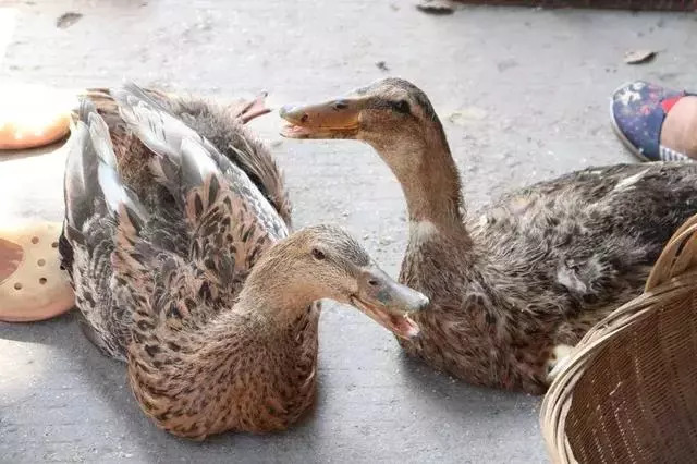 農村自己家養的鴨子和雞,基本都是喂包穀和天然飼料長大,看著就透著機