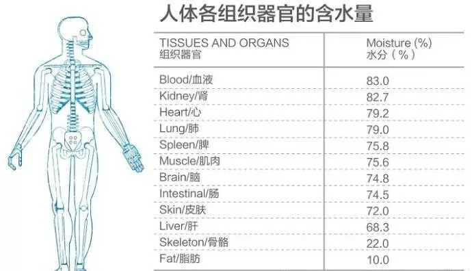 人体喝水经过器官流程图片