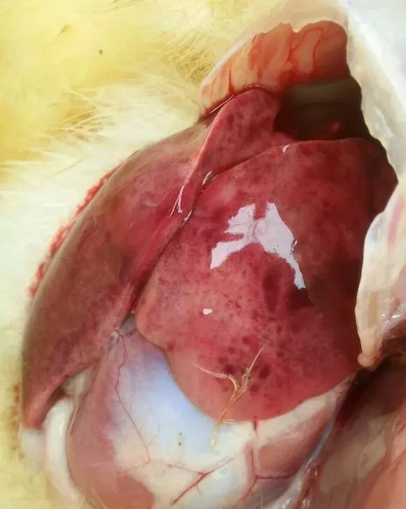 剖检变化:雏鸭病毒性肝炎的病变主要表现为肝脏肿大,表面有出血点和