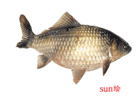 免费动态鱼壁纸中文版图片