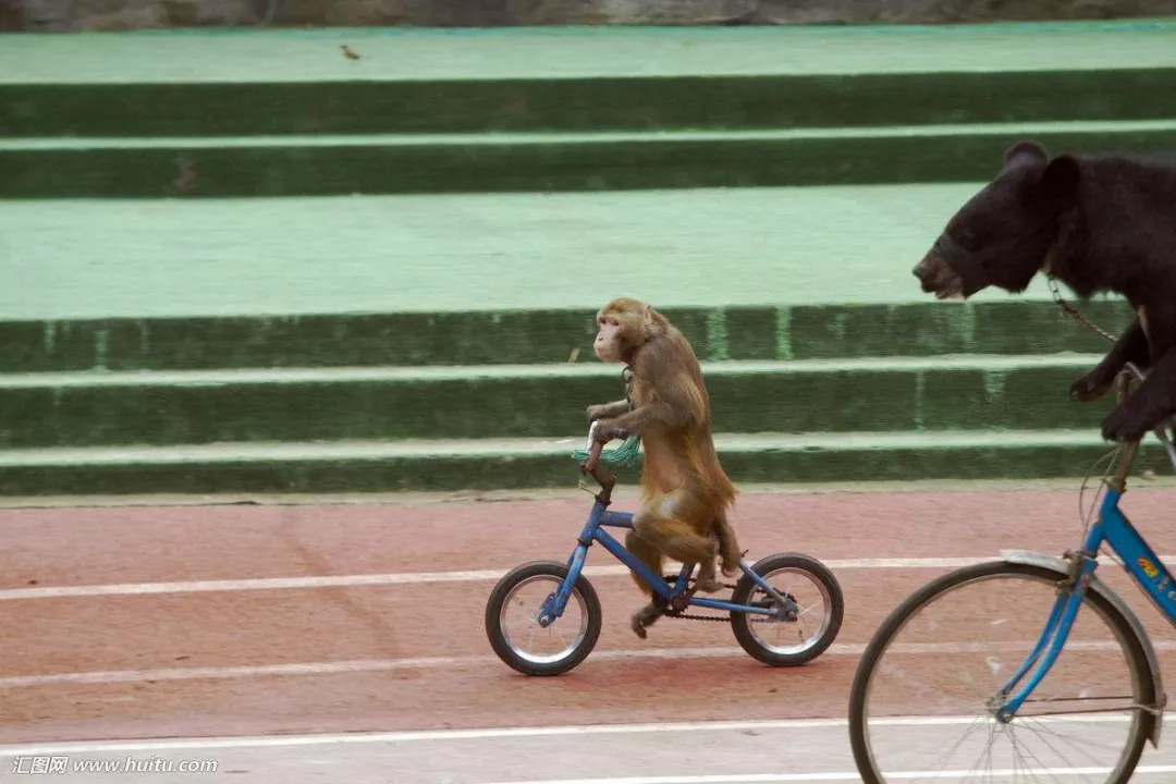 比如:鹦鹉,猴子,黑熊也是骑自行车高手说到骑自行车,其实很多动物比如