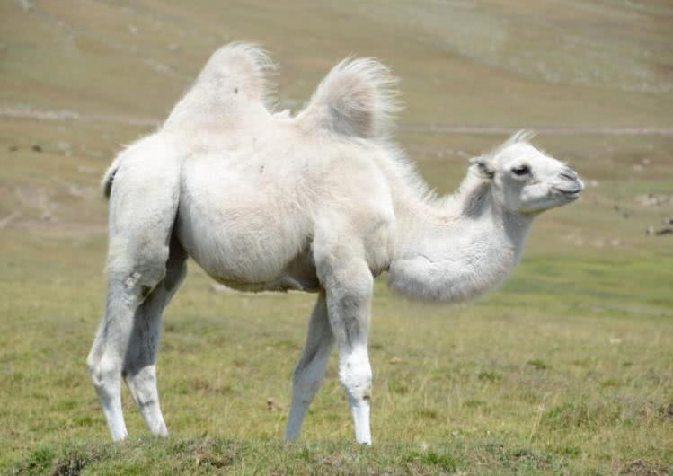 白骆驼,白骆驼即骆驼的白化种,是内蒙古阿拉善双峰驼毛色基因发生变异