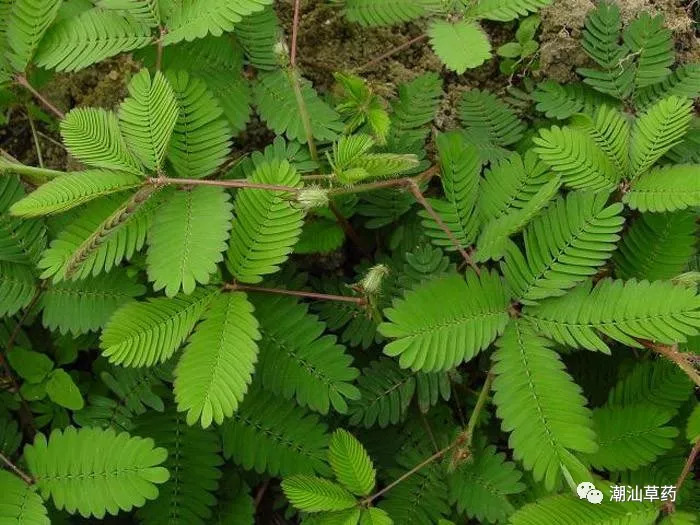 潮汕草药含羞草