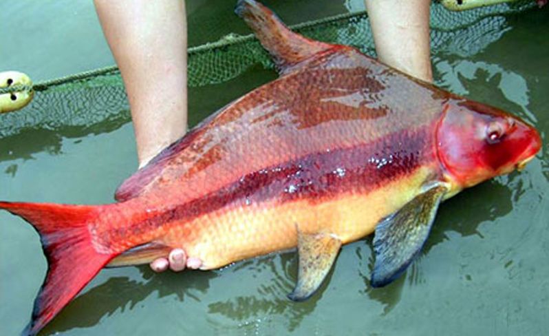 胭脂魚(網絡圖) 返回搜