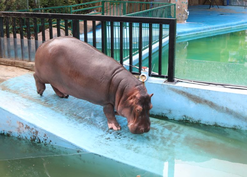 動物飼養員化身牙醫給2噸河馬刷牙3米長頸鹿貪吃體重成迷這個中秋靈玲