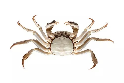 一只螃蟹几条腿图片