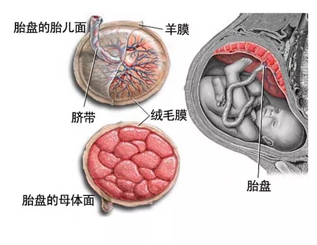 新生命的哭诉 爸爸妈妈