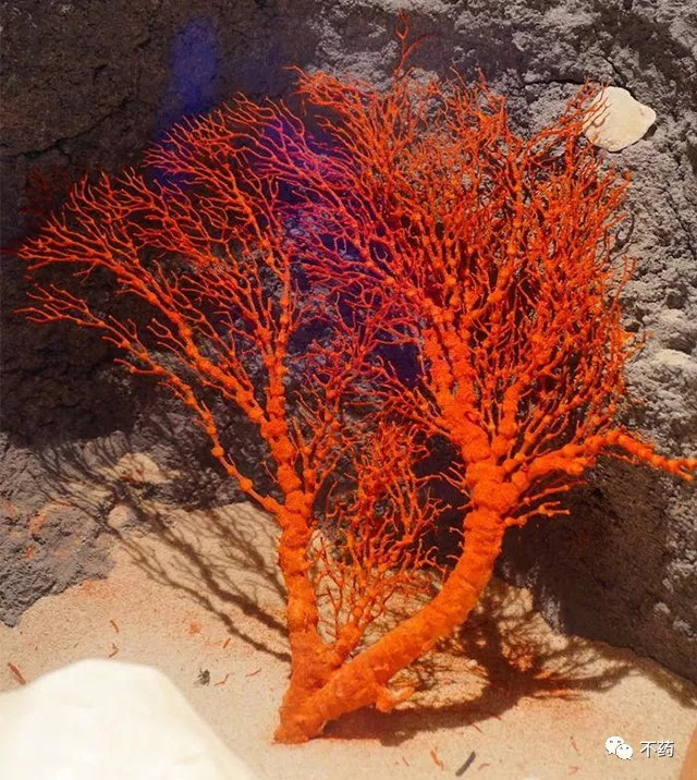 红珊瑚种类图片
