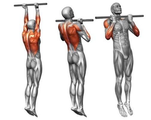 引体向上就是练背部的黄金动作,它刺激到的肌肉群有:背阔肌,大圆肌