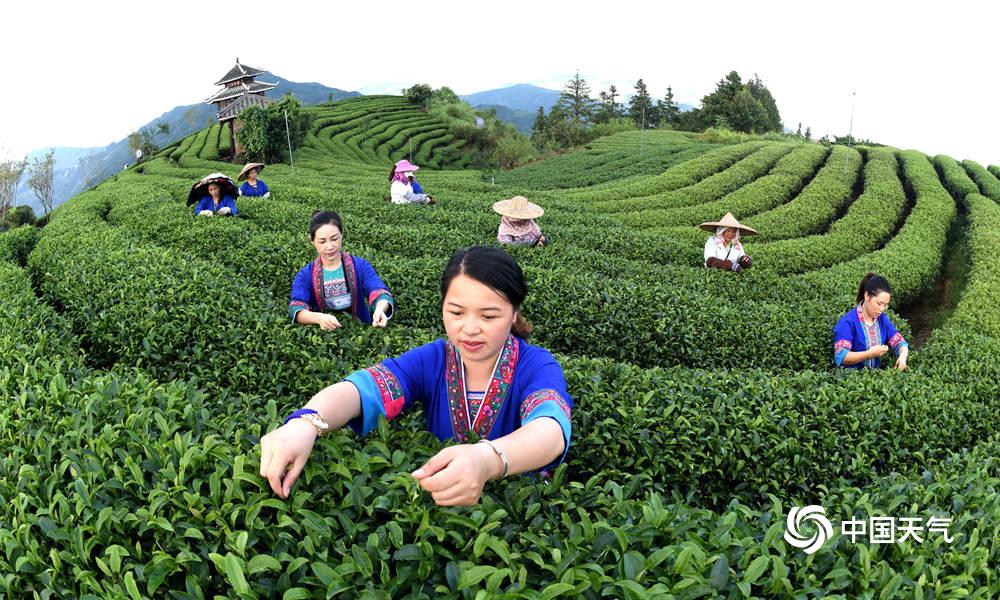 雨后广西三江茶农采茶忙