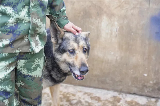 搜救犬银虎图片