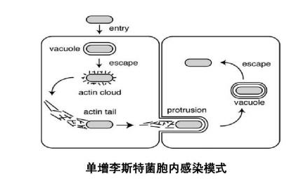 單核細胞增生李斯特菌的發病機理