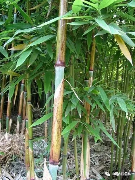 竹子的種植門道你知道嗎