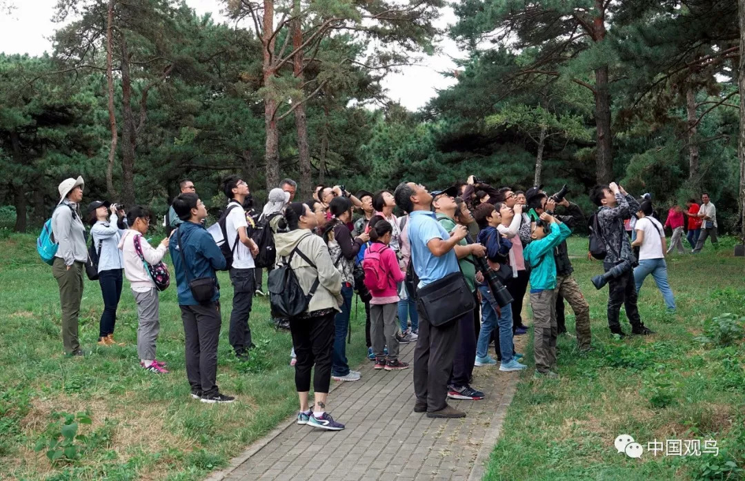 鳳頭蜂鷹帶來驚喜——9月15日北京植物園城市綠島觀鳥行活動總結_鳥友