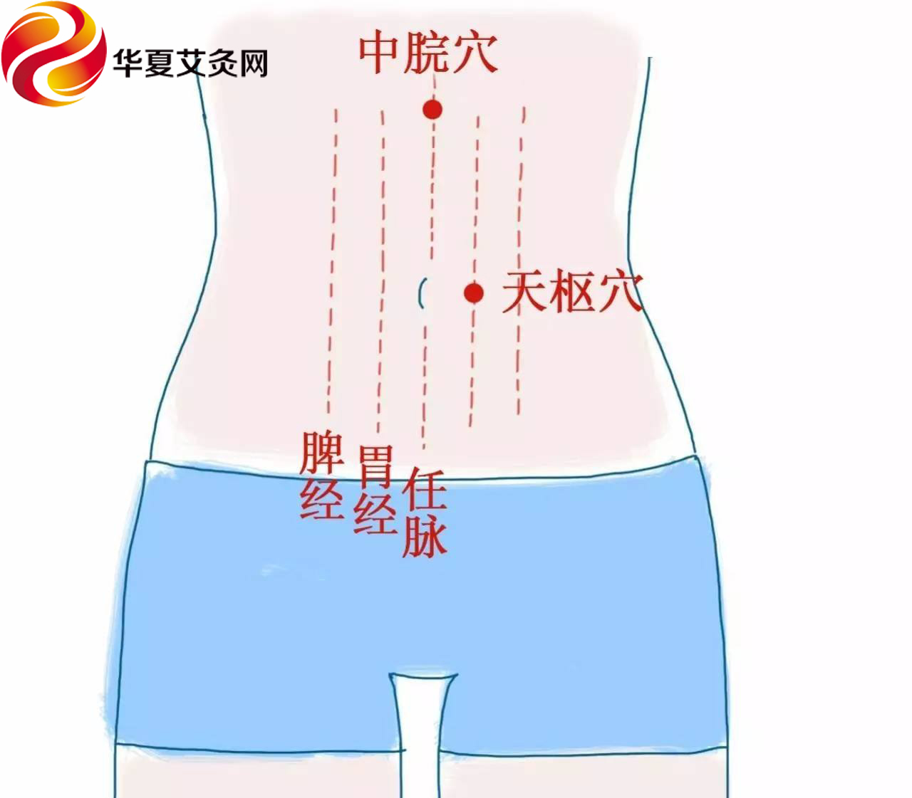 中脘穴的位置在上腹部,此穴在脐上四寸的位置