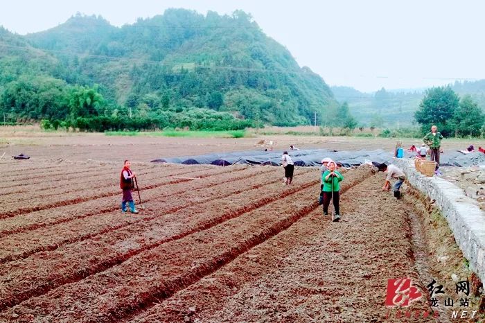 内溪乡黄金茶育苗忙2据悉,2018年以来,该院"轻案快办"轻微刑事案件19